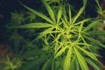 Closeup of Marijuana plant - marijuana legalization concept